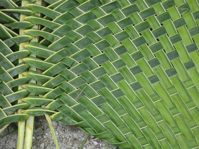 Image result for coconut leaf mat