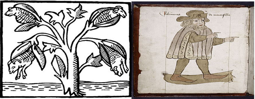 Sir John Mandeville and cotton.png