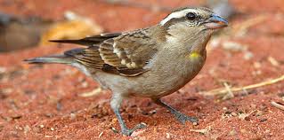 yellow throated sparrow.jpg
