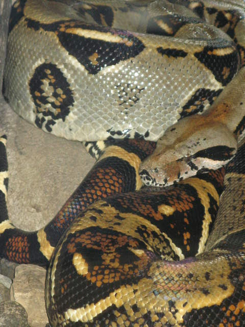 snake scales.JPG