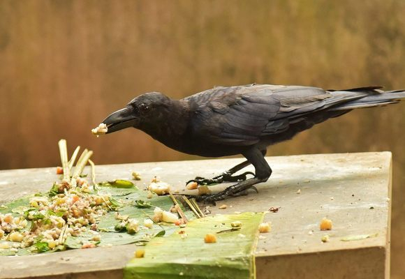 feeding-crows.jpg